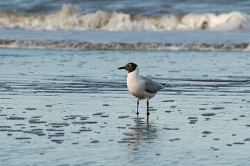 seagull on the seashore