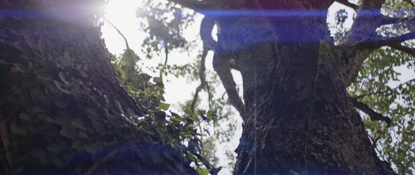 Sunlight filters through trees in lush forest