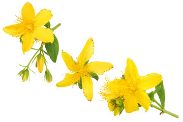 saint john's wort or Hypericum flowers isolated on white background. Top view with copy space for...