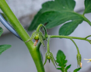 Green tomatoes grow outside in a small city garden