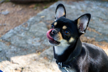 Portrait of Diego the Chihhuahua on a Hiking Tour in the bavrian Forests Germany