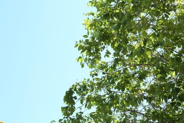 Tree branches with green leaves under blue sky. Space for text