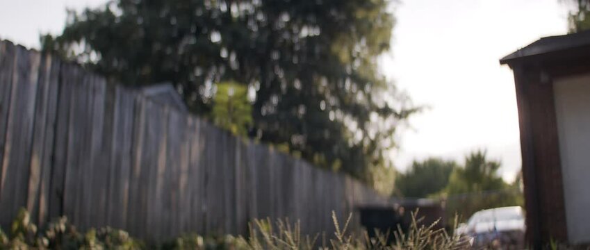 Dog exploring weeds in urban backyard