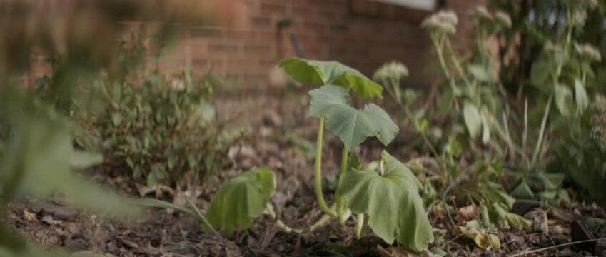 Growing squash plants in a backyard garden