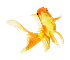 gold fish isolated on white