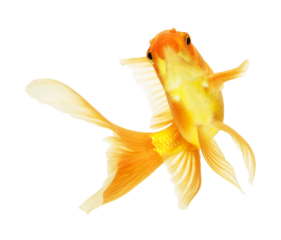 gold fish isolated on white