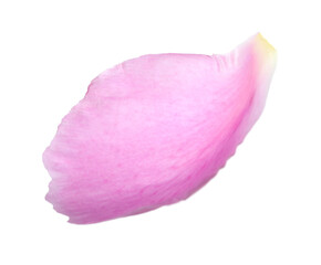 One beautiful peony petal isolated on white