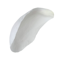 One beautiful peony petal isolated on white