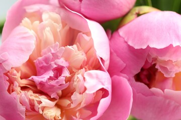 Beautiful peony flowers as background, macro view