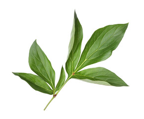 Green leaves of peony plant isolated on white