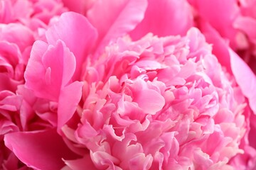 Bouquet of beautiful peonies as background, closeup