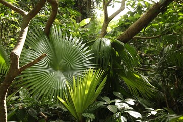 Beautiful palm trees with green leaves and other plants growing outdoors