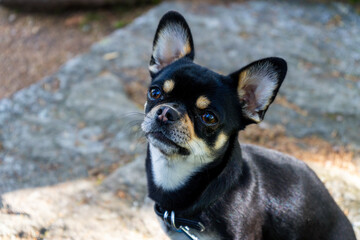 Portrait of Diego the Chihhuahua on a Hiking Tour in the bavrian Forests Germany