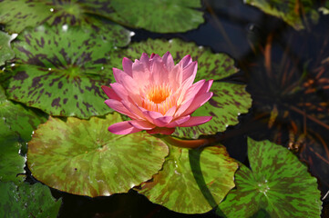 beautiful sunlit pink tropical water lily with a yellow middle on the sunny pond	