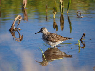 small bird standing in water next to other birds