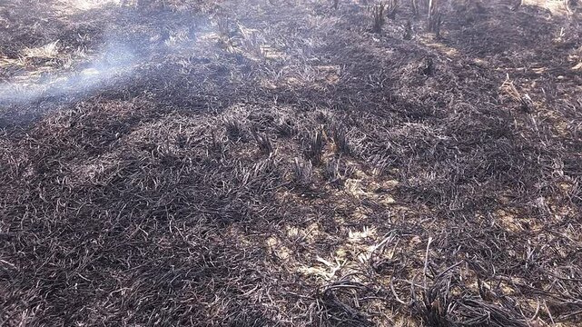 Stubble Burning in India( Parali burning), also known as stubble or straw burning, is the practice of setting fire to crop residue left after harvesting, primarily in agricultural regions of India. Th