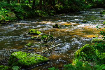 Hiking along the Mitternacher Ohe Stream in the bavarian Forests in Germany
