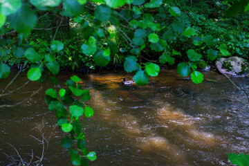 Hiking along the Mitternacher Ohe Stream in the bavarian Forests in Germany