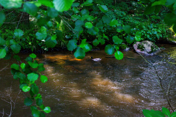 Hiking along the Mitternacher Ohe Stream in the bavarian Forests in Germany