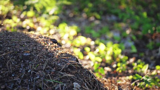 Close-up of a large forest ant hill bathed in late afternoon sunlight. Detailed view of ants moving actively on the nest surface in warm, natural light