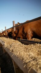 Brown Danish cows, on a farm in summer, eating. Close-up of dairy cows feeding. Livestock, on a...