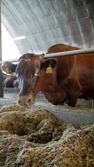 Young brown calf on a farm in summer. Brown calf eats green grass under blue sky. Danish brown cow...