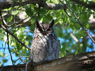 great horned owl