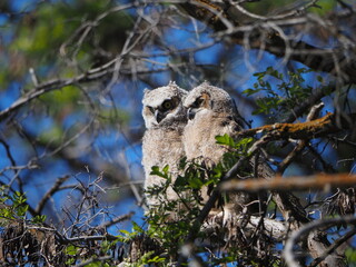owls in the tree