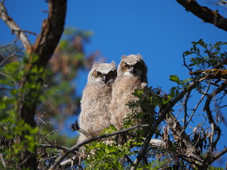 owls sitting in a tree
