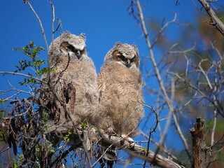 owls facing away from camera close up
