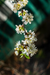 Beautés florales du printemps