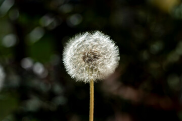 Obraz premium Beautés florales du printemps