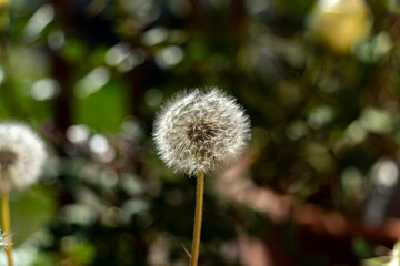 Beautés florales du printemps