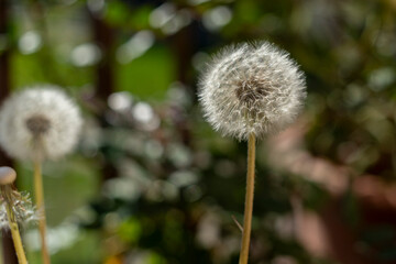 Beautés florales du printemps