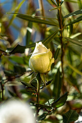 Beautés florales du printemps
