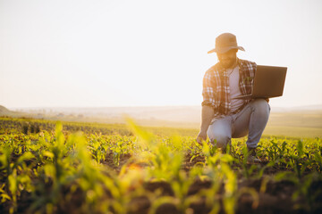 Agronomist inspecting corn crops using laptop at sunset