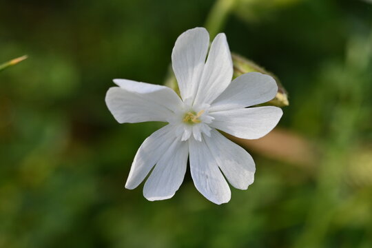
broadleaf silene
