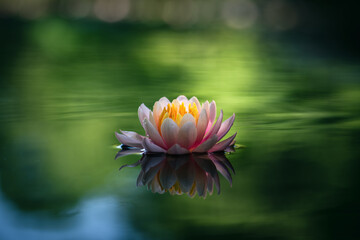 Lotus flower or water lily floating on the green water pond