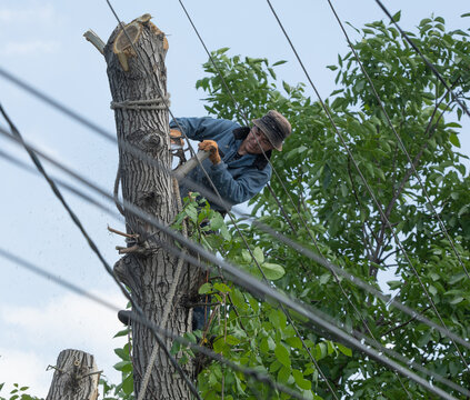professional arborist with a chainsaw on a tree