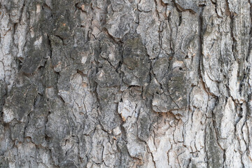 Close-up of tree bark texture with visible grain and wood grain pattern, detailed texture, neutral color palette