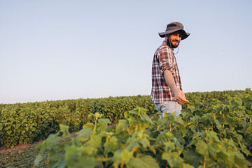 Agronomist inspecting currant plants in a cultivated field
