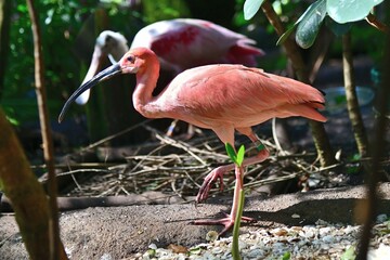 A Scarlet Ibis bird searches for food