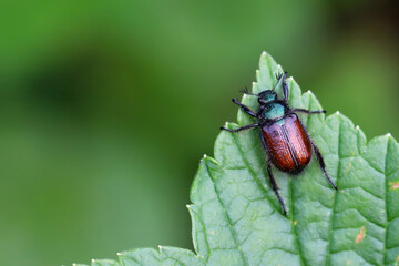 Garden Chafer, Phyllopertha horticola, on a green leaf. Garden pest.