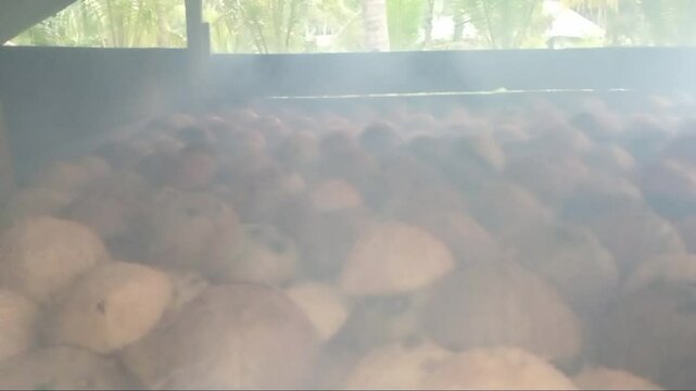 Coconuts are roasted to make copra and then sold