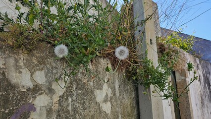 Dandelion and Weeds Growing on Wall Crack – Nature Reclaims Urban Space