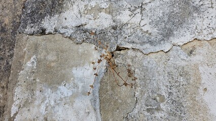 Dry Plant Growing from Cracked Wall – Nature vs Urban Decay