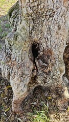 Gnarled Tree Trunk with Hollow – Natural Wood Texture Close-Up