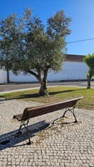 Empty Wooden Park Bench Under Olive Tree on Cobblestone Ground