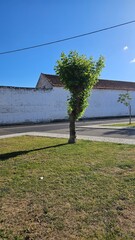 Lone Small Tree with Trimmed Crown on Urban Grass Field