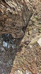 Tree trunk base with litter, cigarette butts and urban ground texture